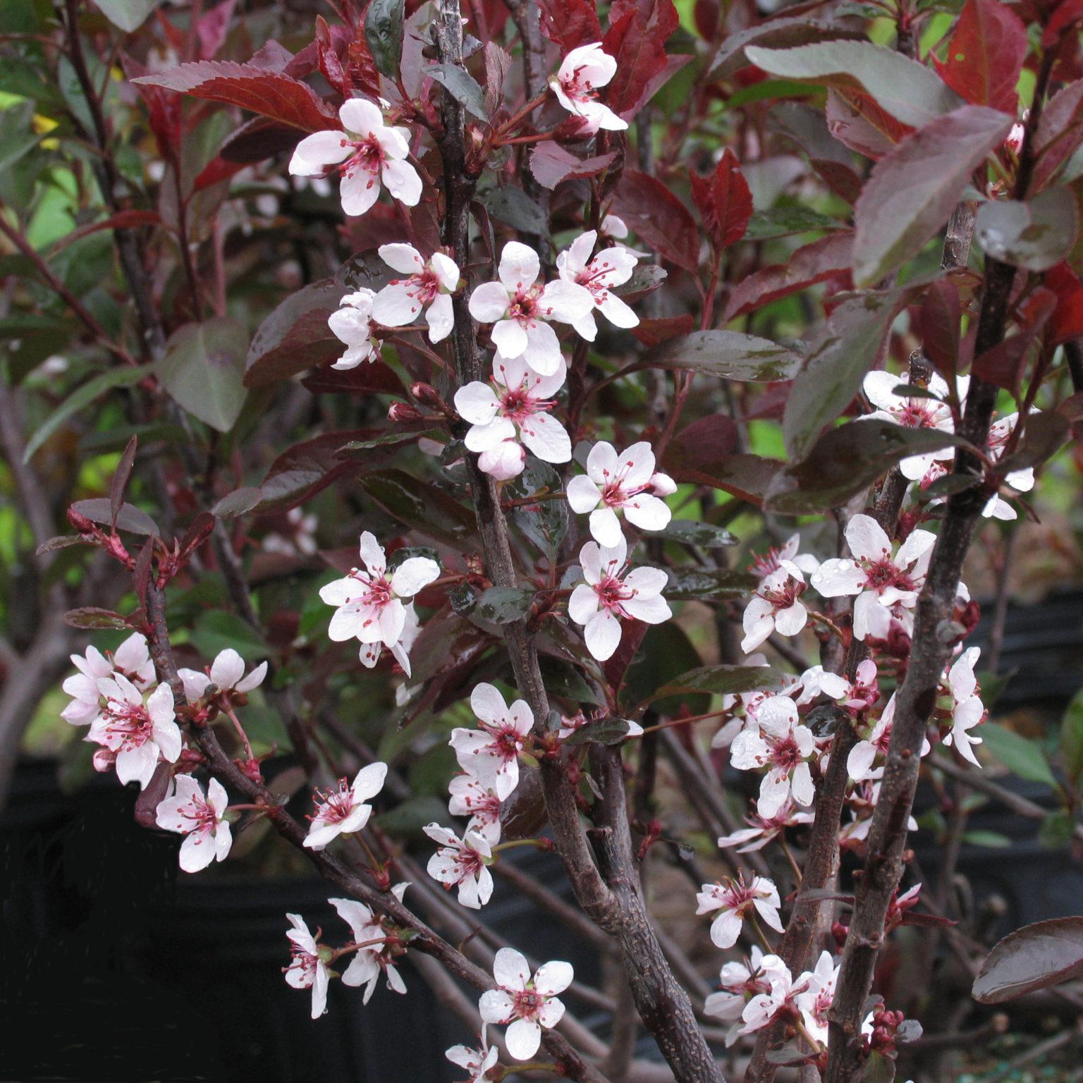 Prunus Cistena - View 15 from www redcrocus com
