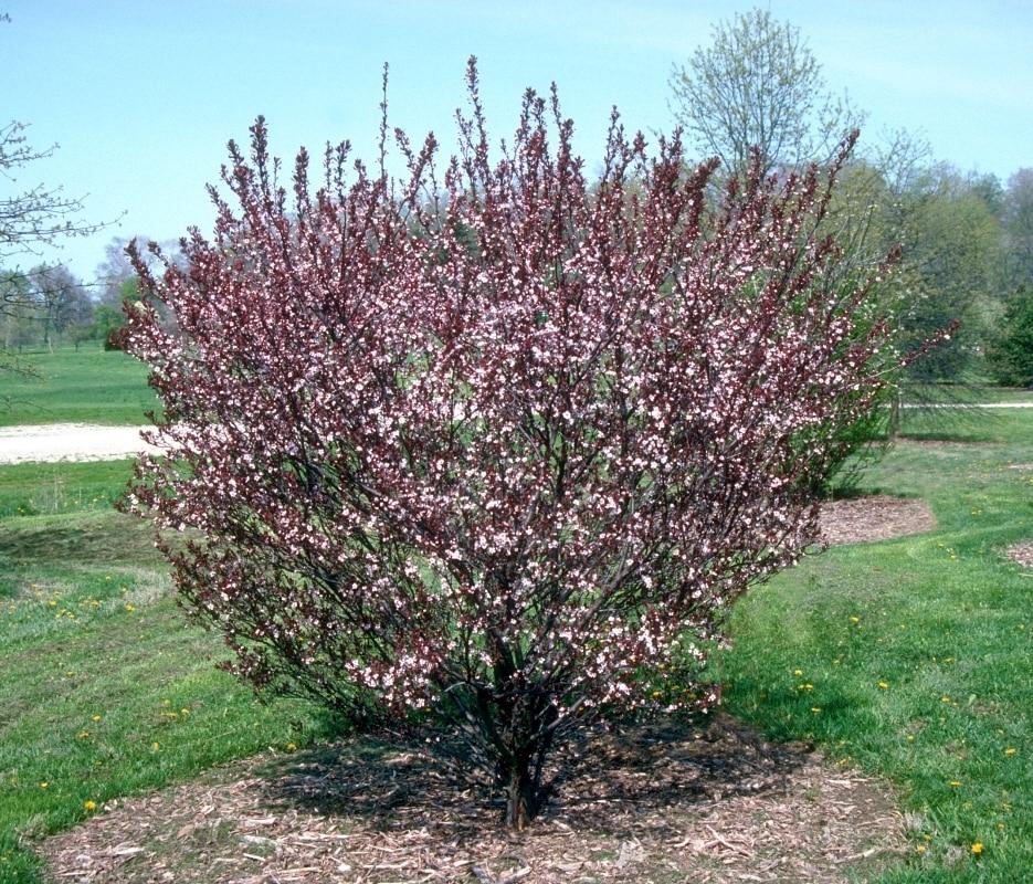 Prunus Cistena - View 16 from www redcrocus com