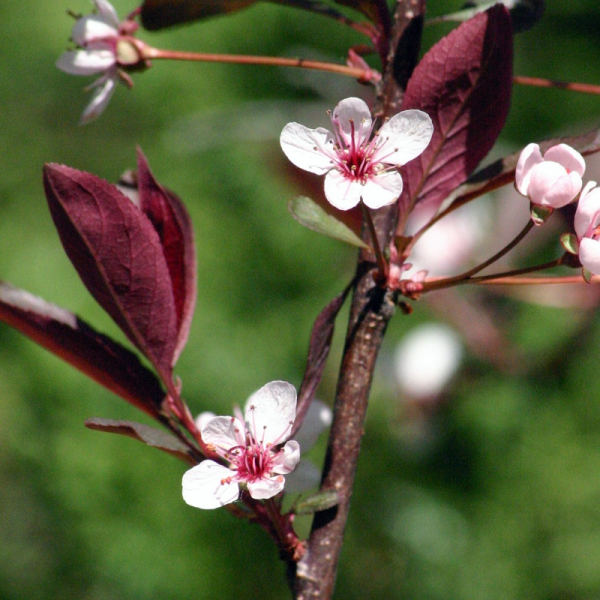 Prunus Cistena - View 16 from www redcrocus com