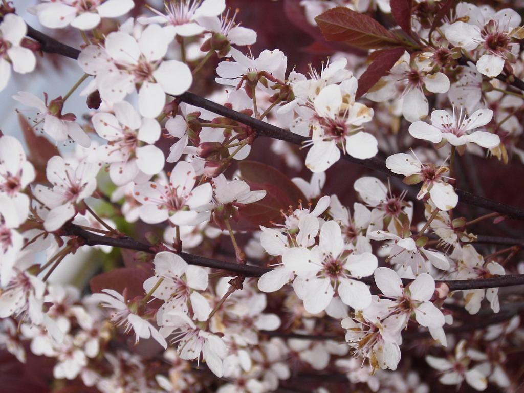 Prunus Cistena - View 17 from www redcrocus com
