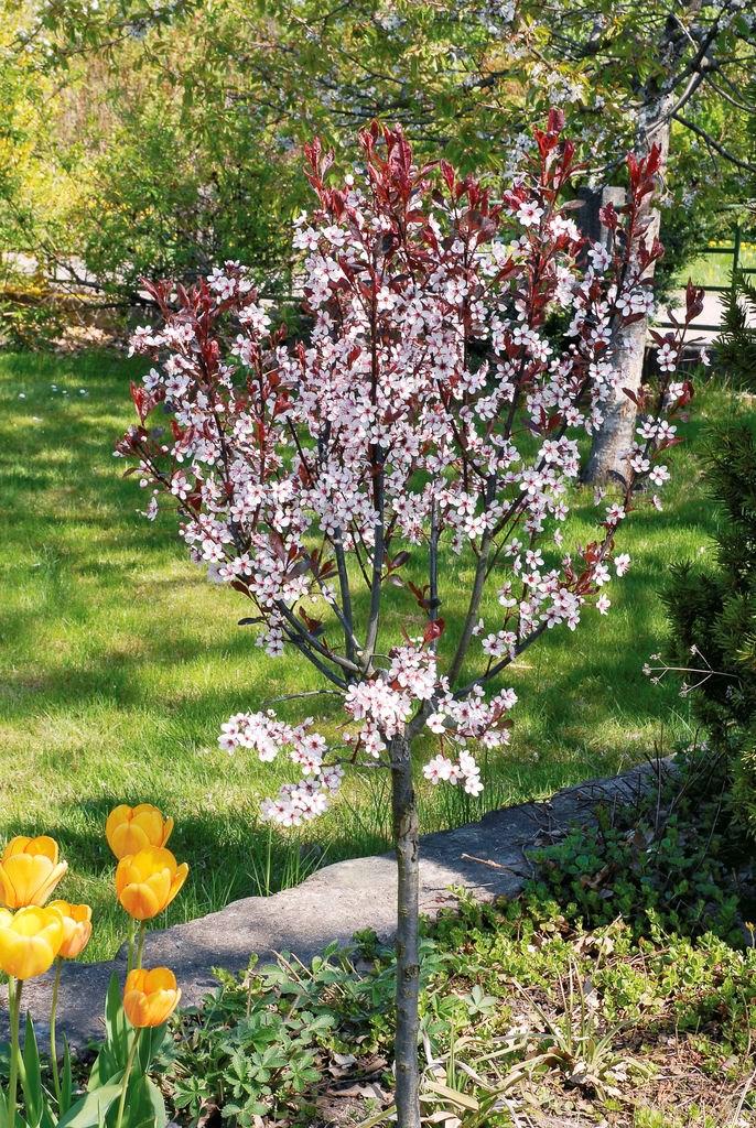 Prunus Cistena - View 19 from www redcrocus com