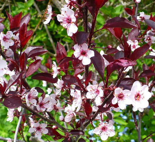 Prunus Cistena - View 1 from www redcrocus com