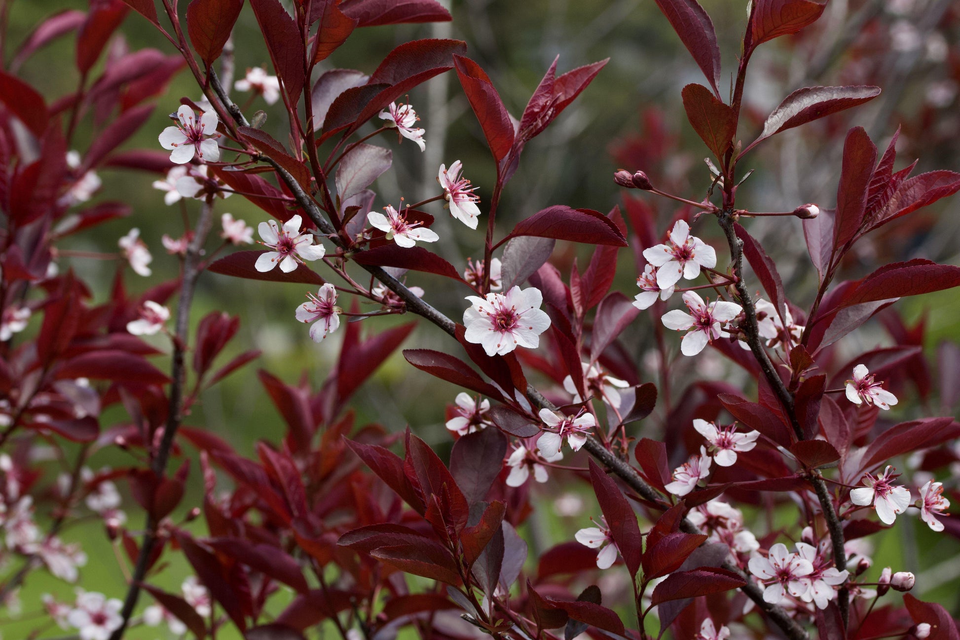 Prunus Cistena - View 2 from www redcrocus com
