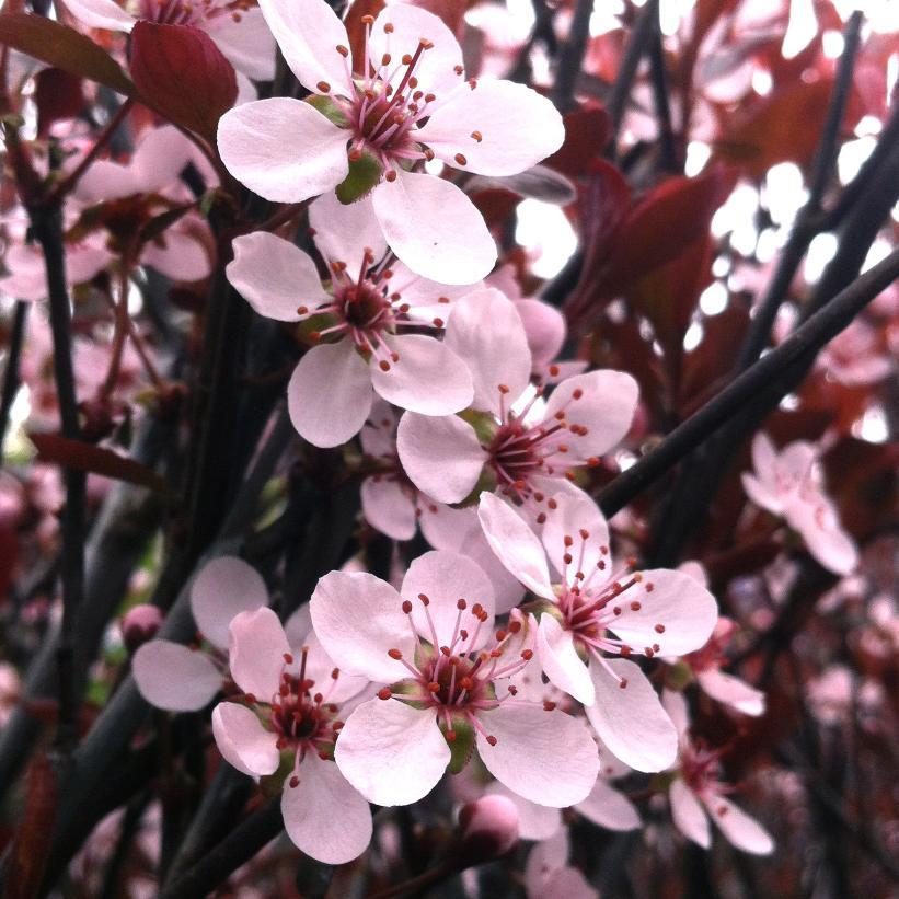 Prunus Cistena - View 4 from www redcrocus com