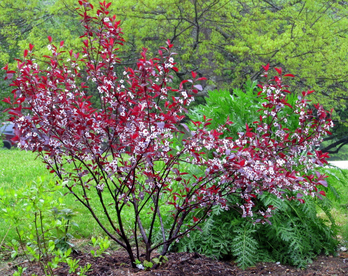 Prunus Cistena - View 5 from www redcrocus com