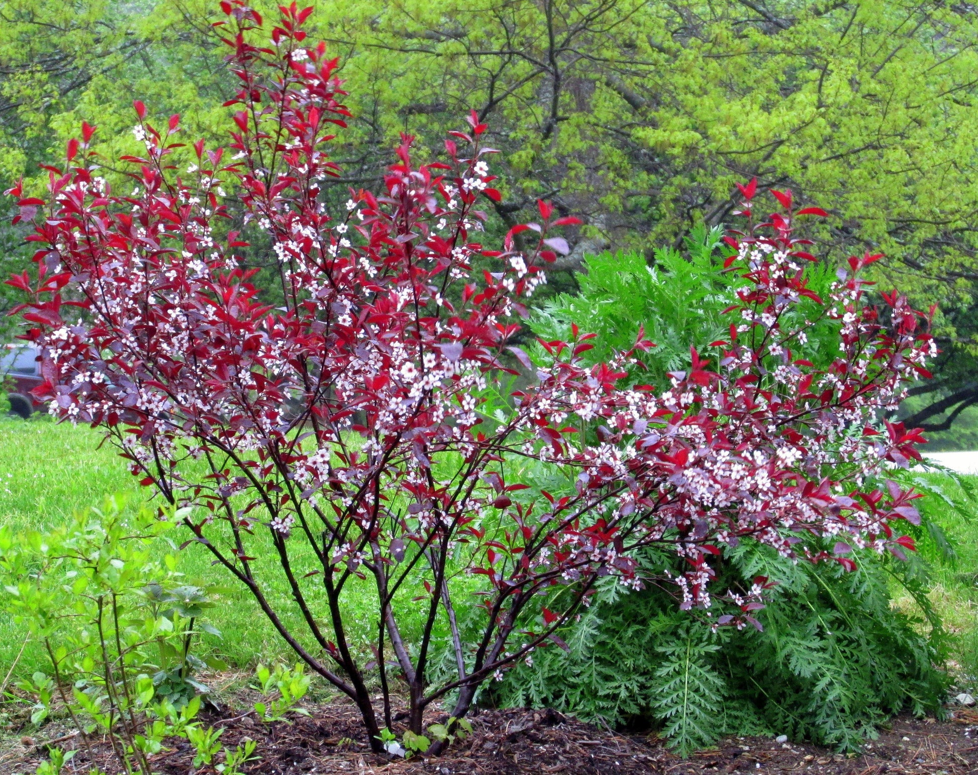 Prunus Cistena - View 5 from www redcrocus com