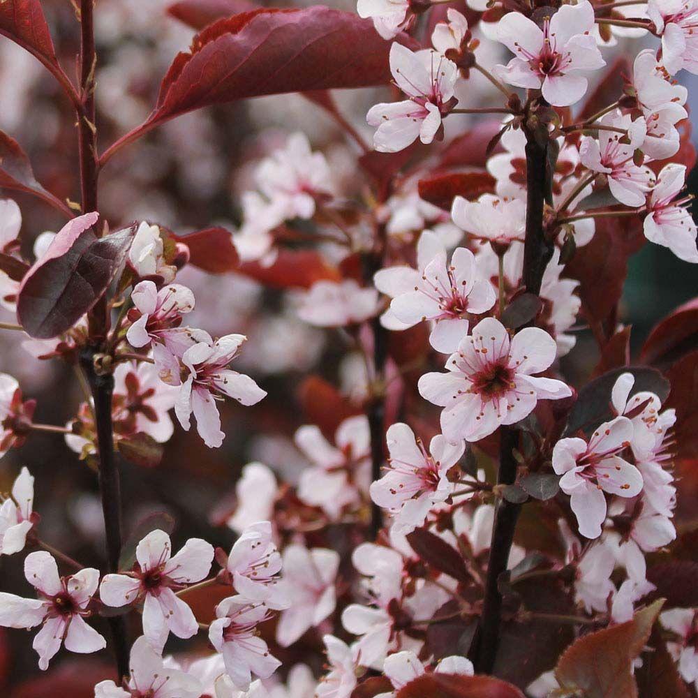 Prunus Cistena - View 6 from www redcrocus com