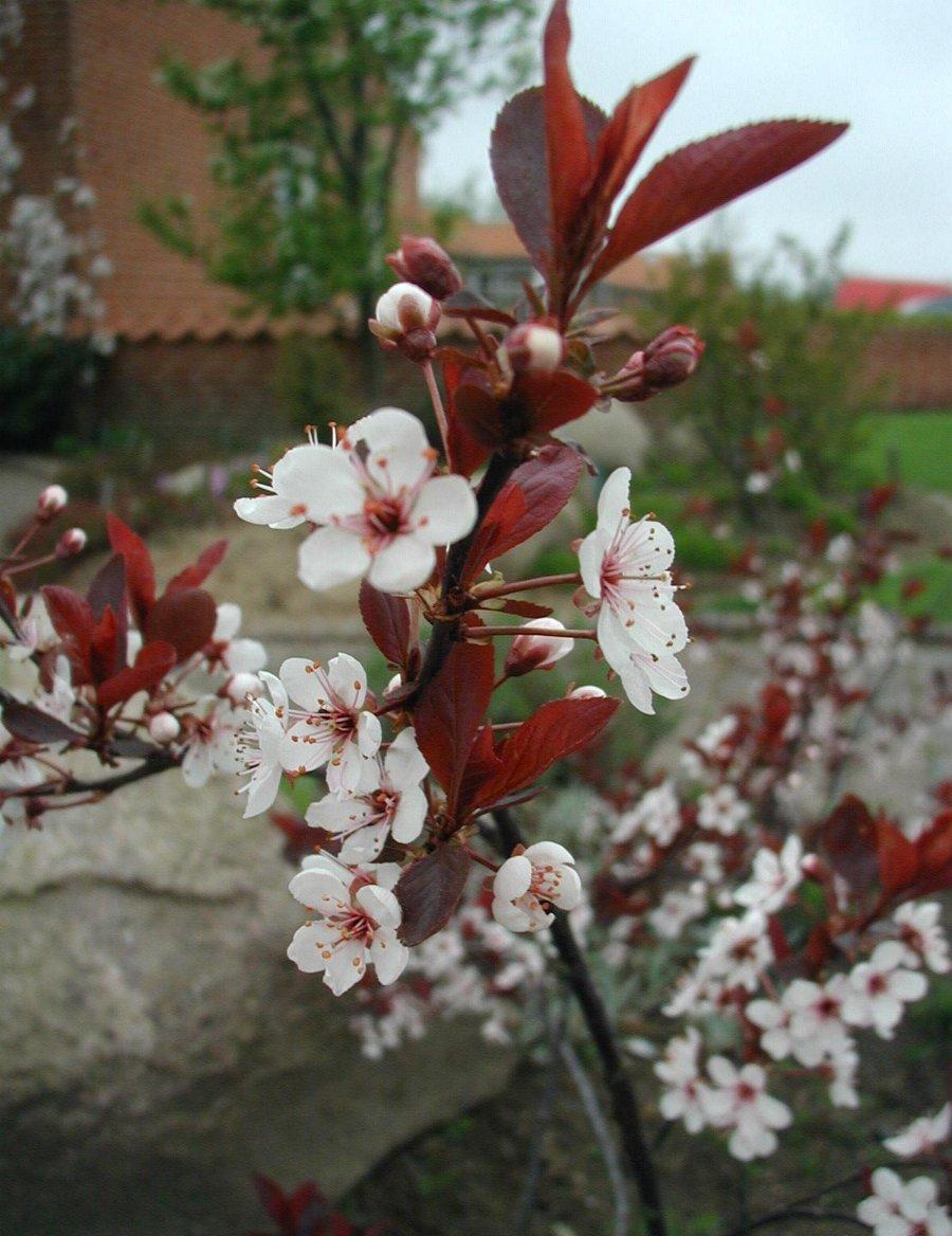 Prunus Cistena - View 7 from www redcrocus com