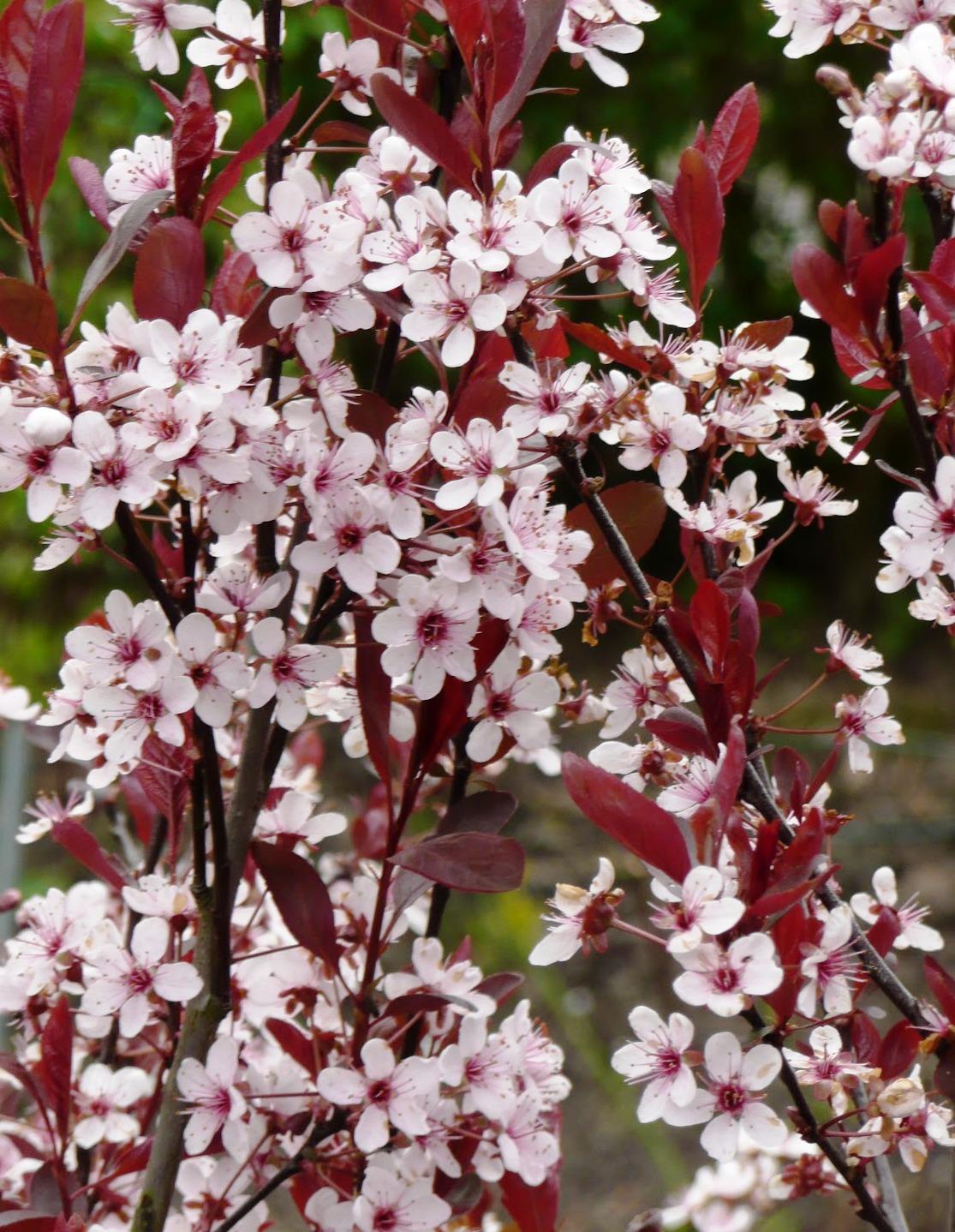 Prunus Cistena - View 8 from www redcrocus com