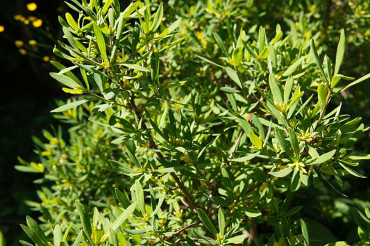 Myrica Pensylvanica - View 10 from www redcrocus com