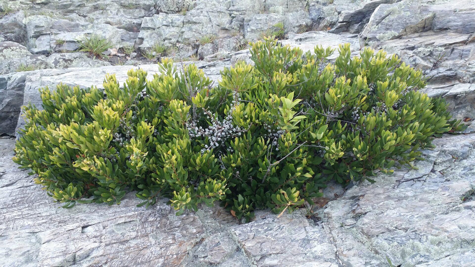 Myrica Pensylvanica - View 2 from www redcrocus com
