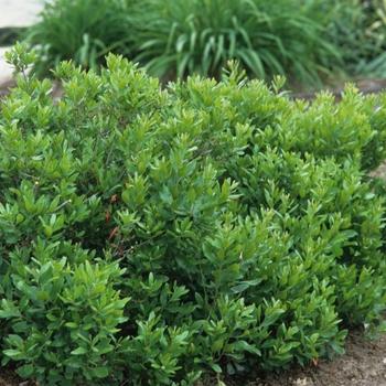 Myrica Pensylvanica - View 16 from www redcrocus com