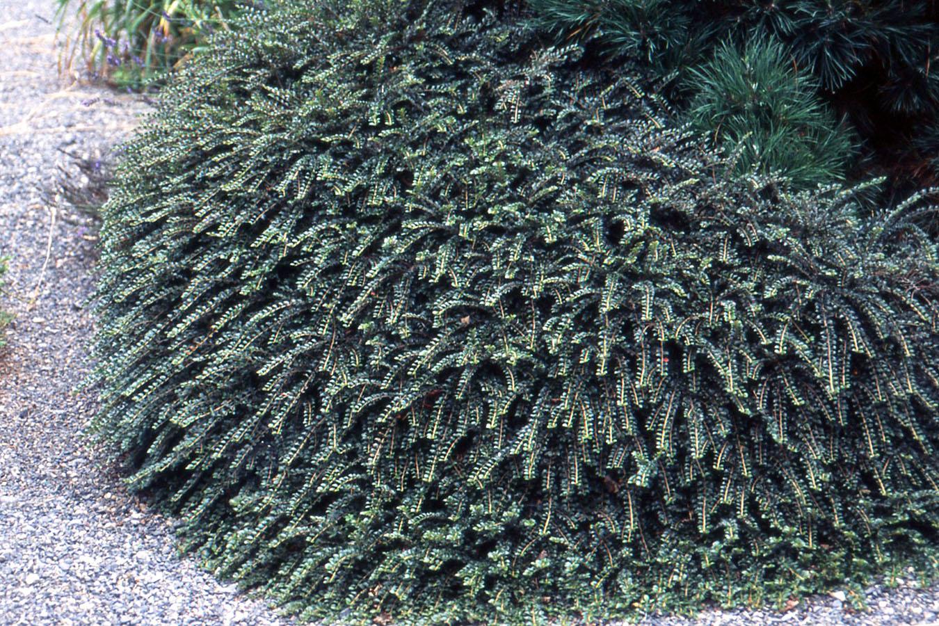 Cotoneaster Apiculatus - View 10 from www redcrocus com