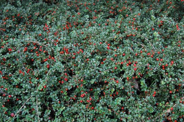 Cotoneaster Apiculatus - View 11 from www redcrocus com