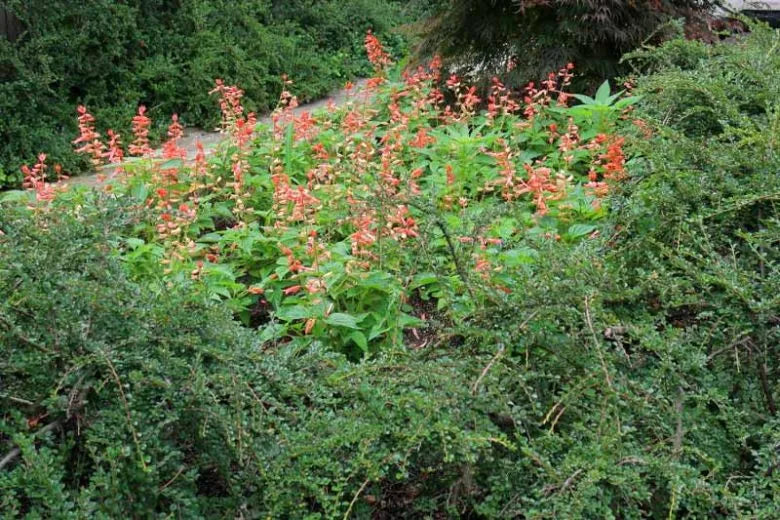 Cotoneaster Apiculatus - View 15 from www redcrocus com