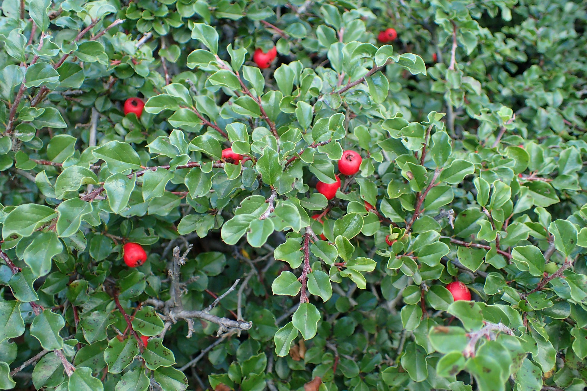 Cotoneaster Apiculatus - View 1 from www redcrocus com