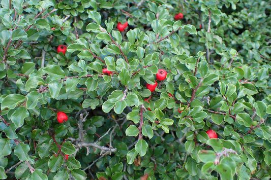 Cotoneaster Apiculatus - View 1 from www redcrocus com
