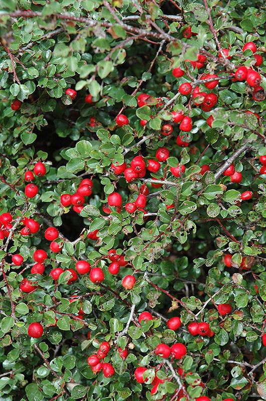Cotoneaster Apiculatus - View 9 from www redcrocus com