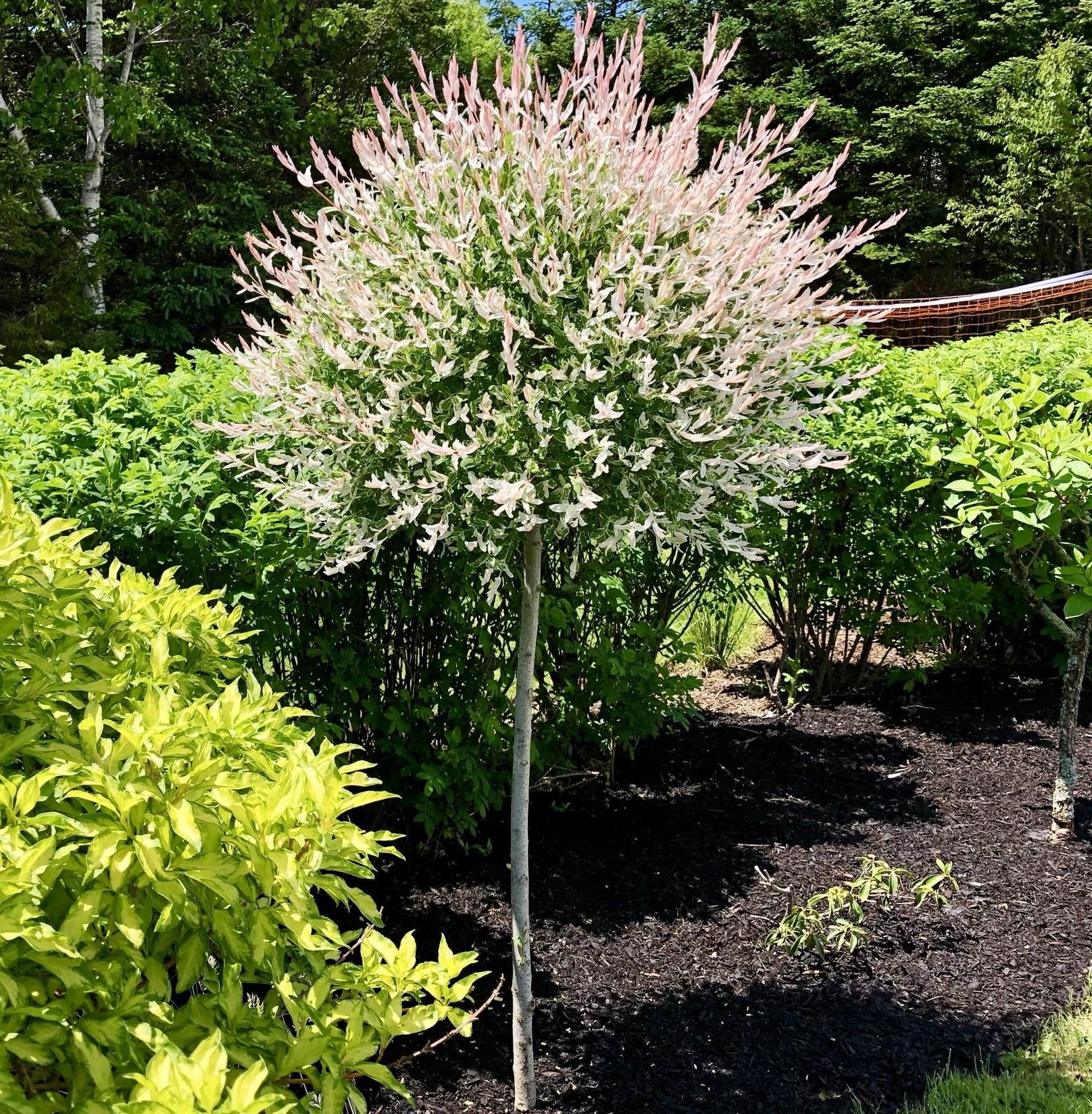 Salix Integra Hakuro Nishiki - View 12 from www redcrocus com