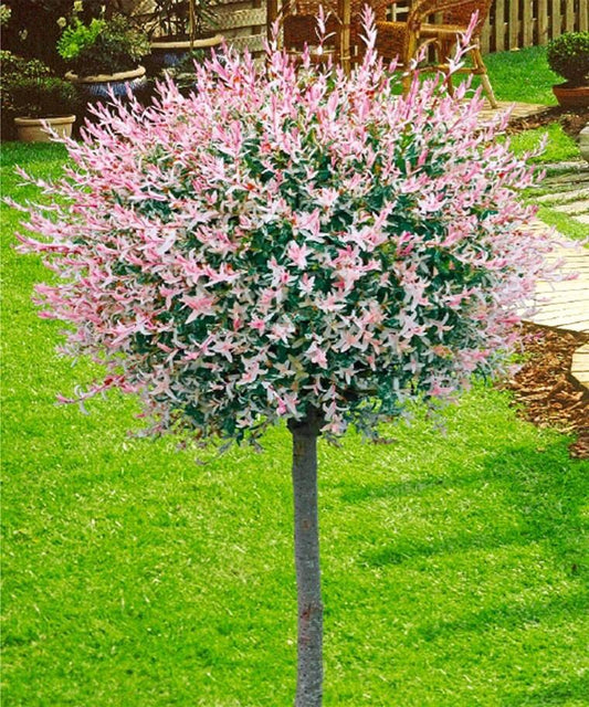 Salix Integra Hakuro Nishiki - View 1 from www redcrocus com