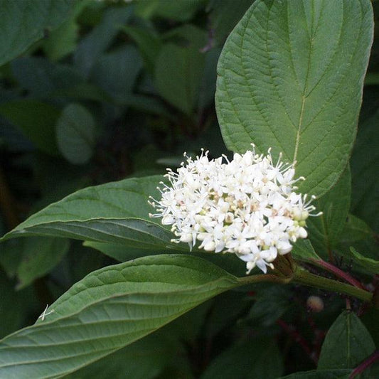 Cornus Sericea Baileyi - View 10 from www redcrocus com