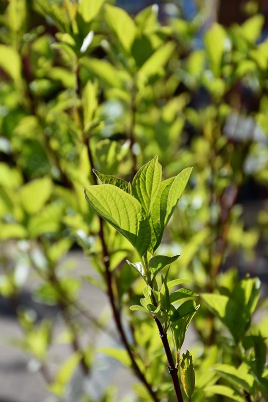 Cornus Sericea Baileyi - View 17 from www redcrocus com