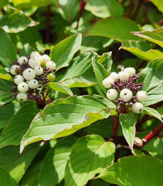 Cornus Sericea Baileyi - View 1 from www redcrocus com