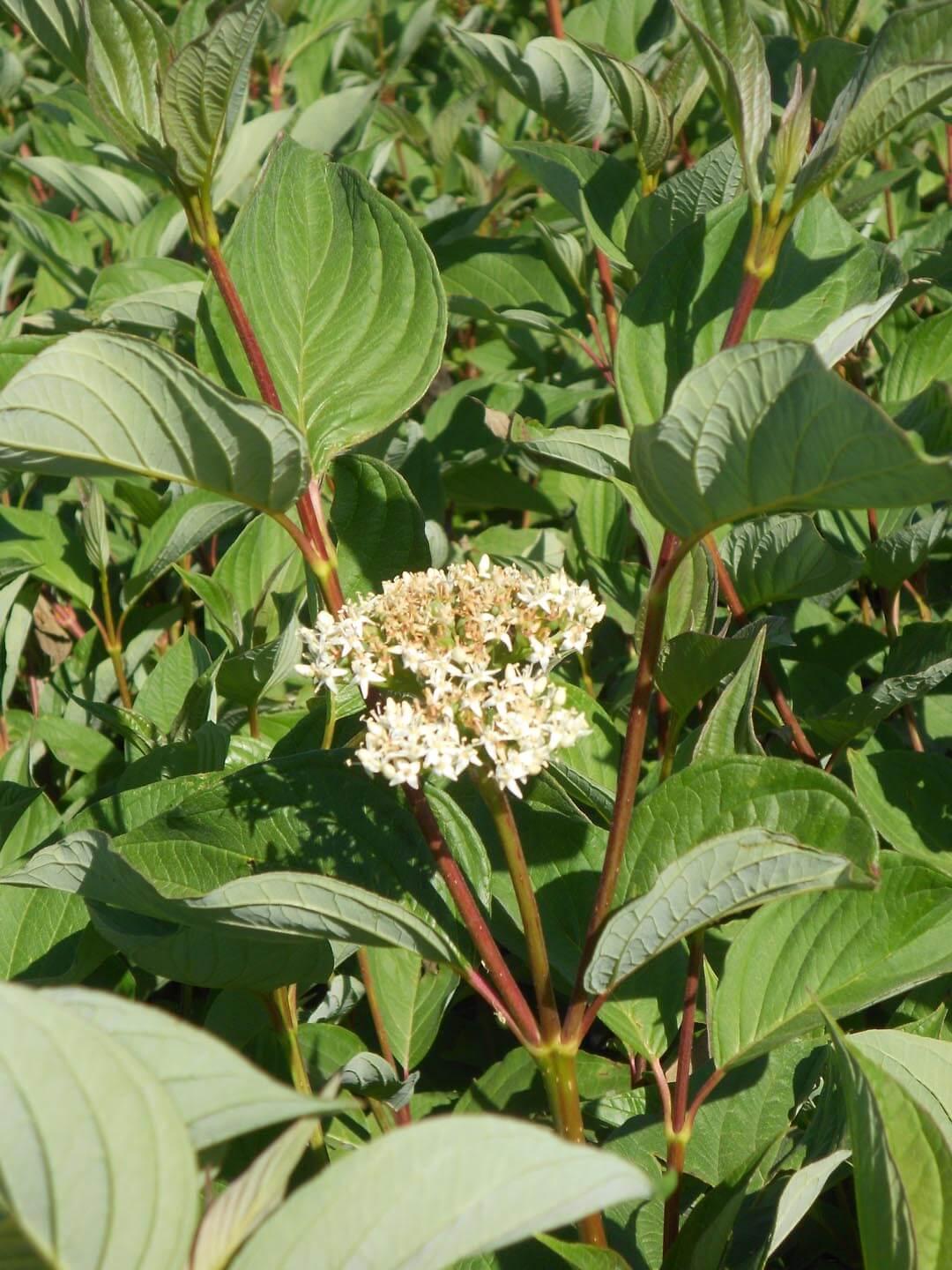 Cornus Sericea Baileyi - View 5 from www redcrocus com