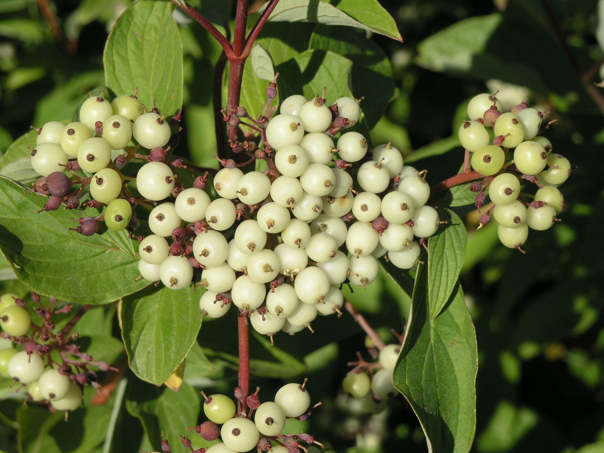 Cornus Sericea 'baileyi' - View 29 from www redcrocus com