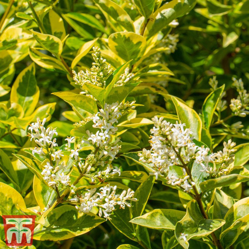 Ligustrum Ovalifolium - View 10 from www redcrocus com