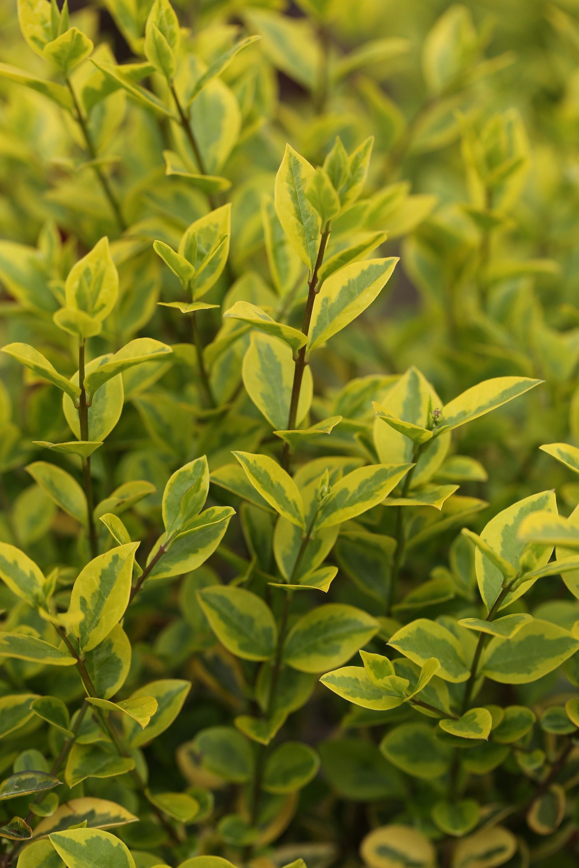 Ligustrum Ovalifolium - View 19 from www redcrocus com