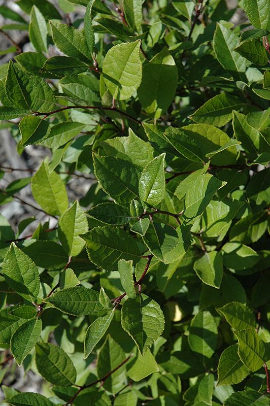 Ilex Verticillata Jim Dandy - View 11 from www redcrocus com