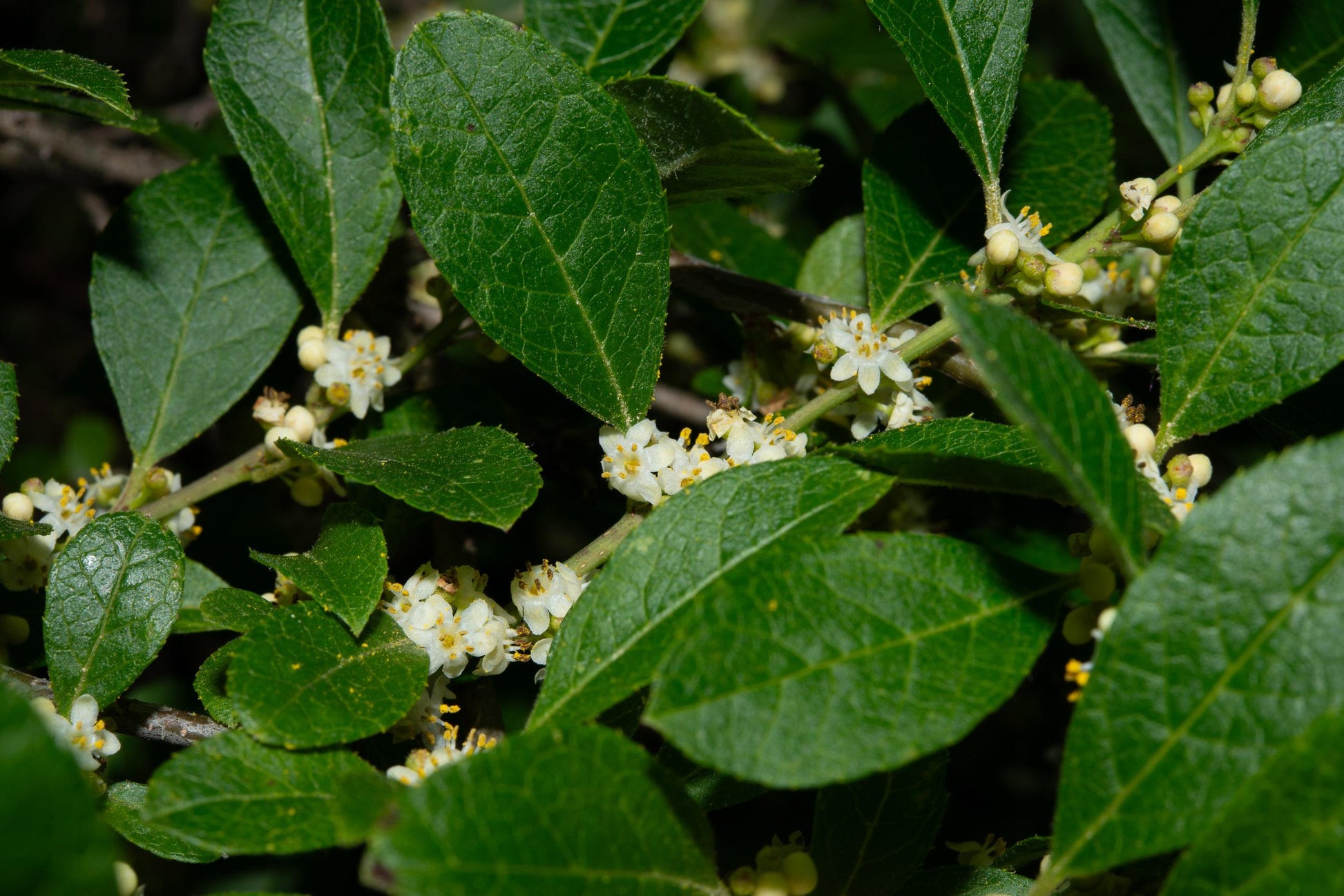Ilex Verticillata Jim Dandy - View 12 from www redcrocus com