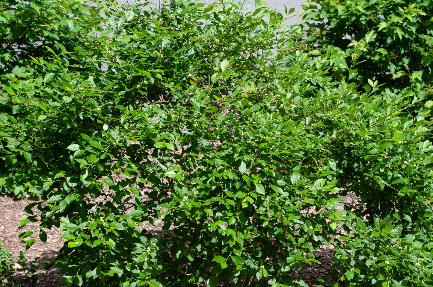 Ilex Verticillata Jim Dandy - View 16 from www redcrocus com