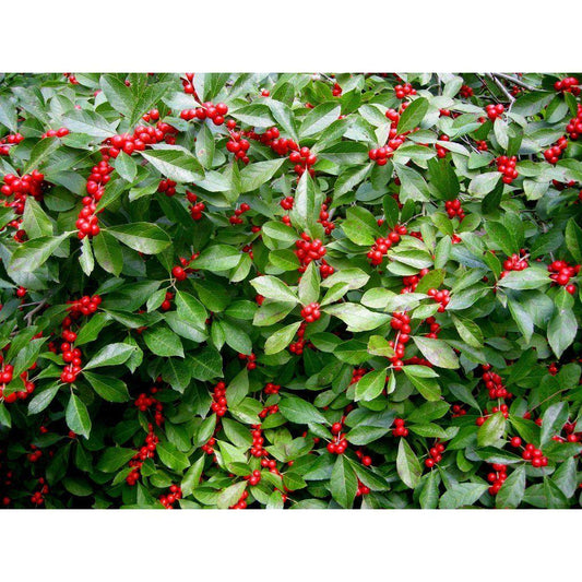 Ilex Verticillata Jim Dandy - View 1 from www redcrocus com