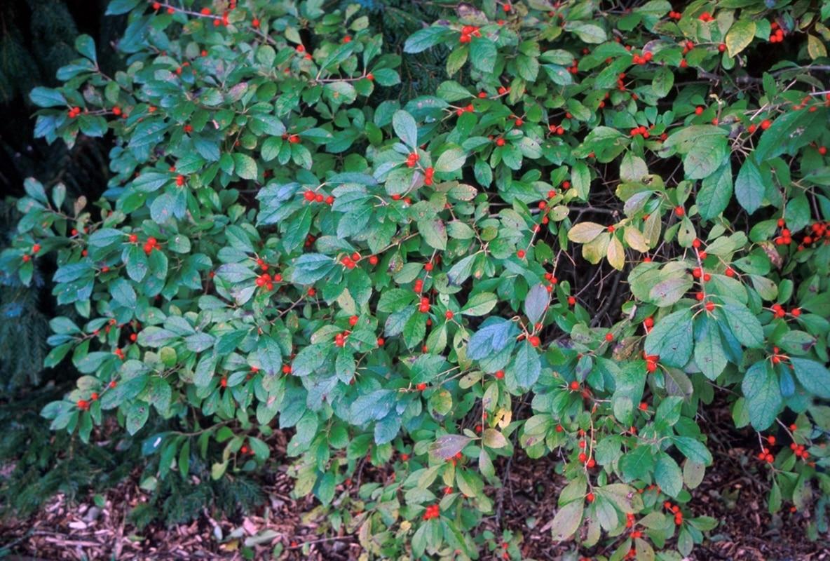 Ilex Verticillata Jim Dandy - View 2 from www redcrocus com