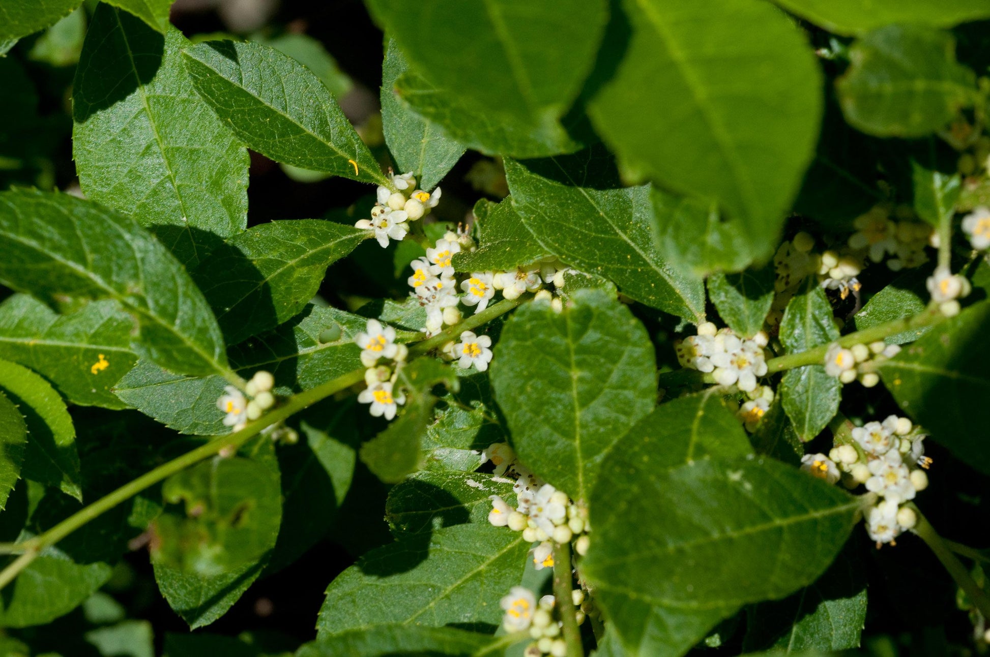 Ilex Verticillata Jim Dandy - View 5 from www redcrocus com