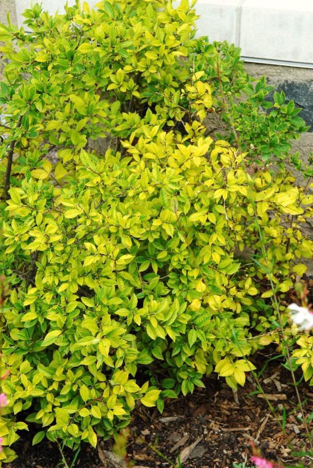 Ilex Verticillata Jim Dandy - View 7 from www redcrocus com