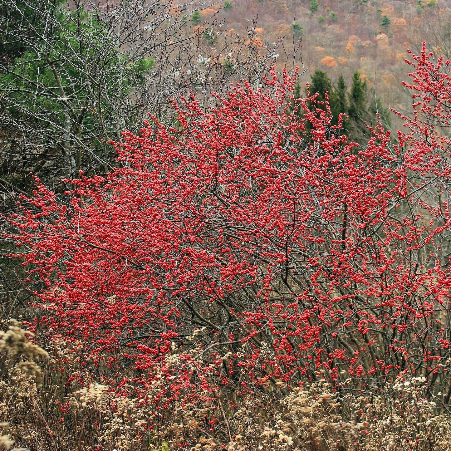 Ilex Verticillata Jim Dandy - View 8 from www redcrocus com