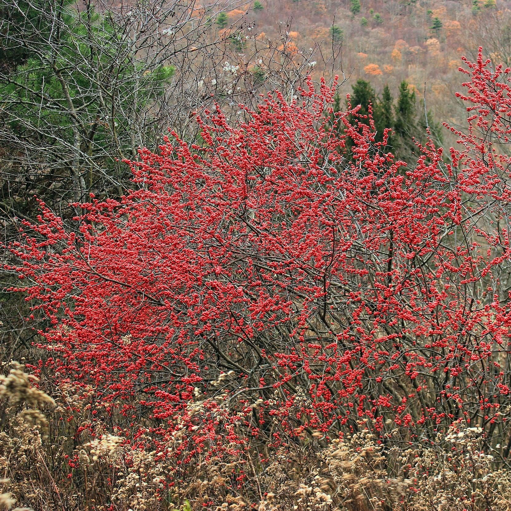Ilex Verticillata Jim Dandy - View 8 from www redcrocus com