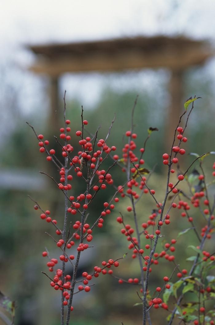 Ilex Verticillata Sparkleberry - View 10 from www redcrocus com