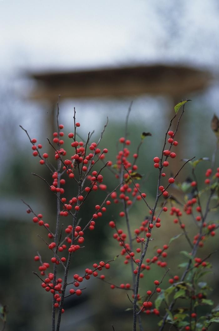 Ilex Verticillata Sparkleberry - View 11 from www redcrocus com