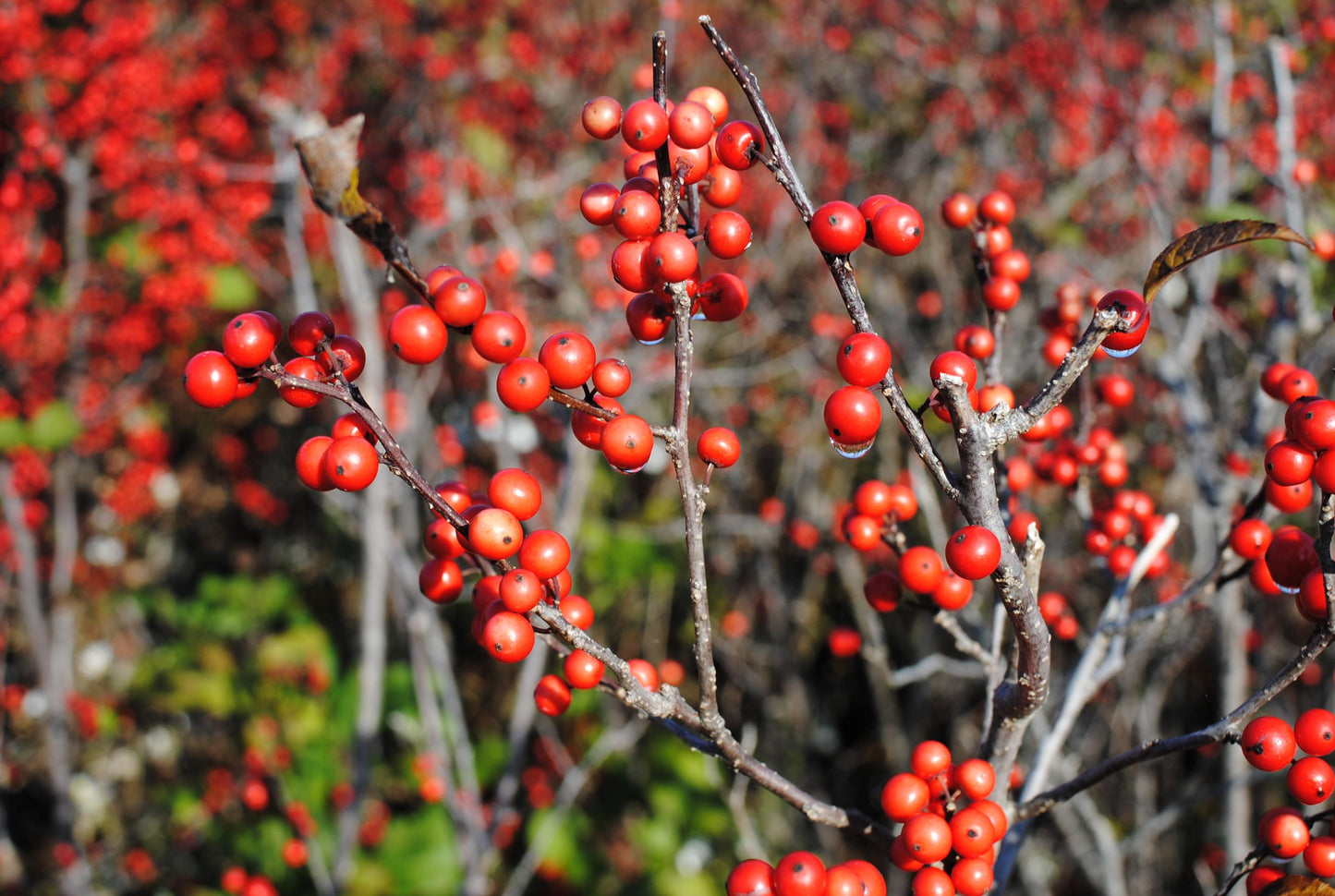 Ilex Verticillata Sparkleberry - View 14 from www redcrocus com