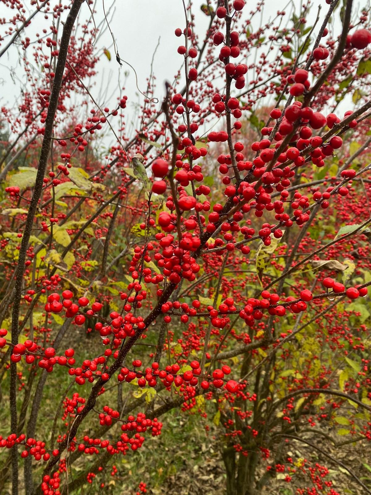 Ilex Verticillata Sparkleberry - View 16 from www redcrocus com