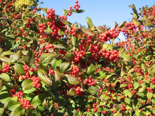 Ilex Verticillata Sparkleberry - View 1 from www redcrocus com