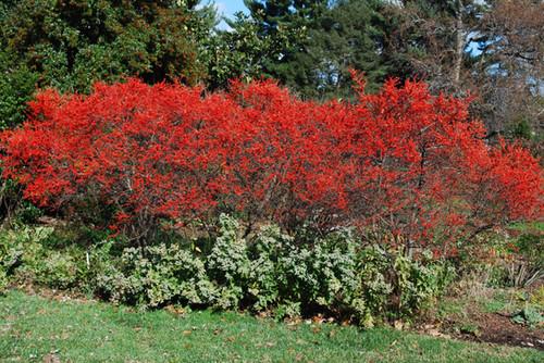 Ilex Verticillata Sparkleberry - View 4 from www redcrocus com