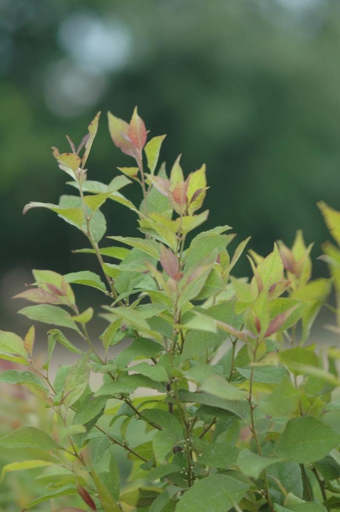 Ilex Verticillata Sparkleberry - View 9 from www redcrocus com