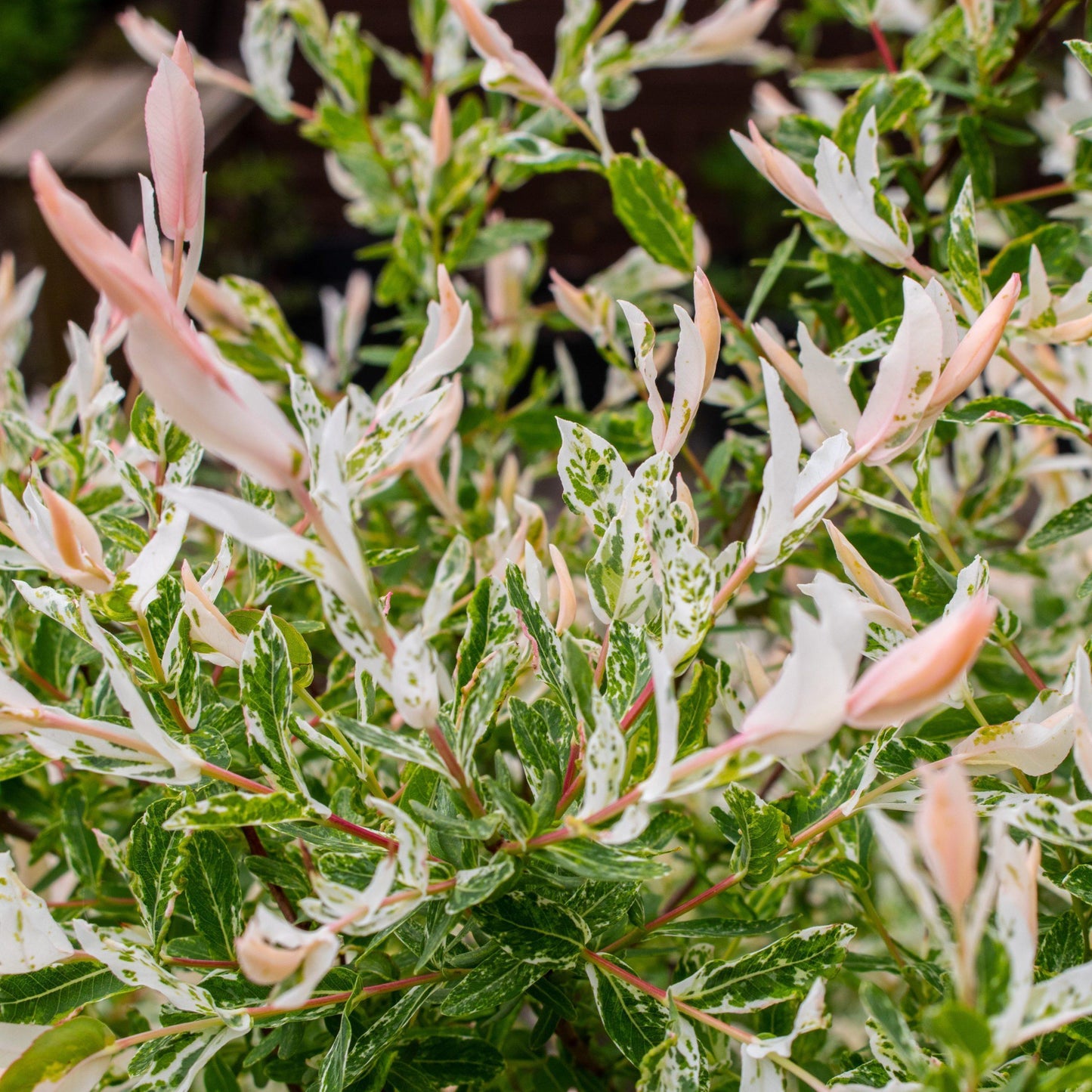 Salix Integra Hakuro Nishiki - View 10 from www redcrocus com