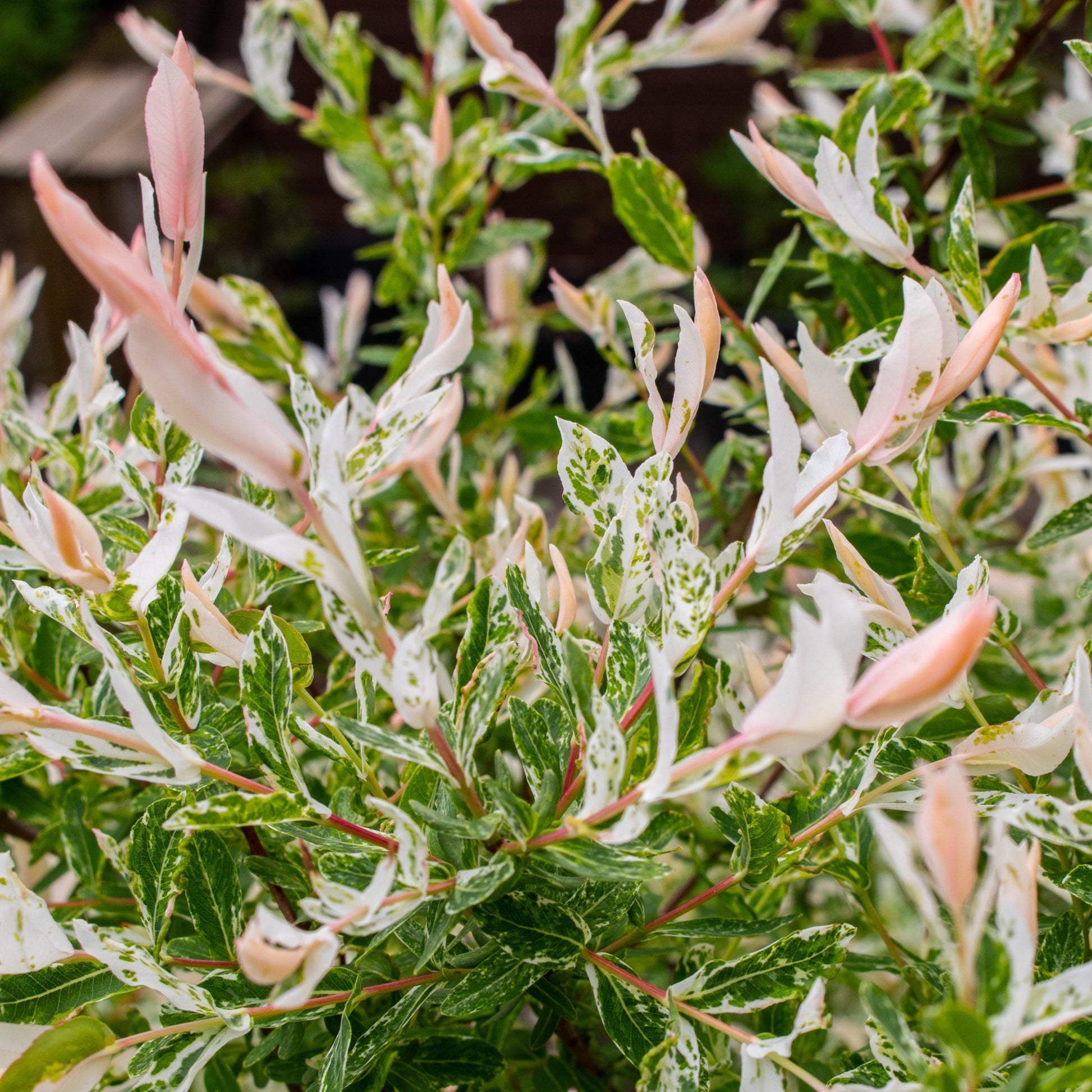 Salix Integra Hakuro Nishiki - View 10 from www redcrocus com