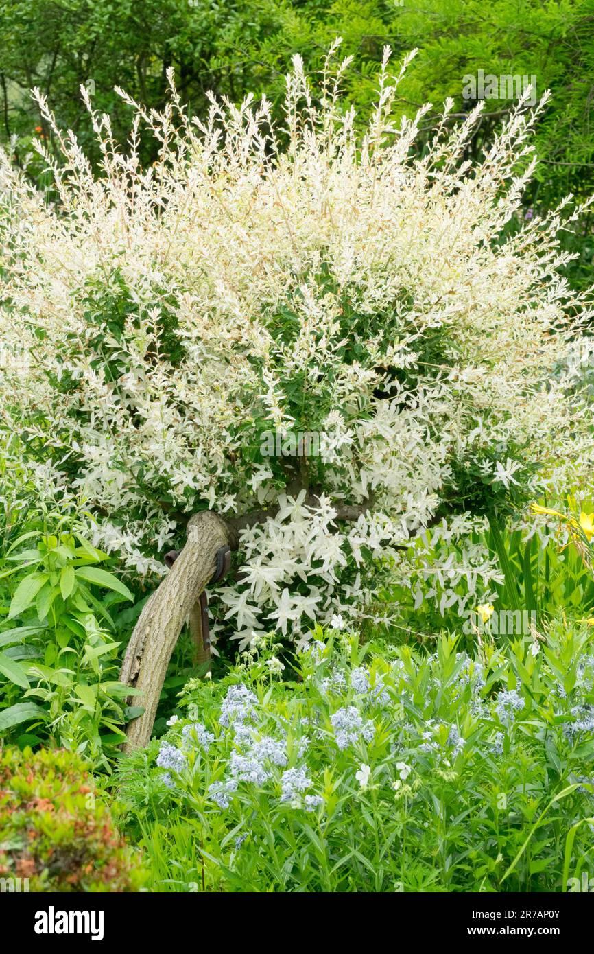 Salix Integra Hakuro Nishiki - View 14 from www redcrocus com